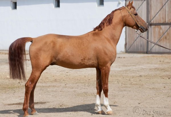 Kyrgyzstan’s horse-breeding sector shows steady growth