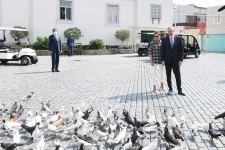 Azerbaijani president, first lady view landscaping work carried out in Balakhani settlement (PHOTO)