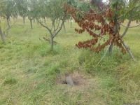 Armenian troops launch phosphorus bomb on Azerbaijan’s Tartar (PHOTO)