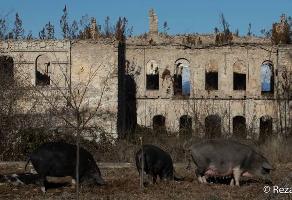 Всемирно известный фотограф показал разрушенный Дворец хана Джаваншира в городе Шуша (ФОТО)