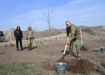 President Ilham Aliyev, First Lady Mehriban Aliyeva plant plane trees in Zangilan (PHOTO)