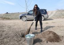 President Ilham Aliyev, First Lady Mehriban Aliyeva plant plane trees in Zangilan (PHOTO)
