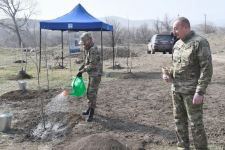 President Ilham Aliyev, First Lady Mehriban Aliyeva plant plane trees in Zangilan (PHOTO)
