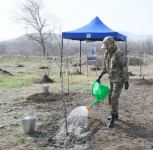 President Ilham Aliyev, First Lady Mehriban Aliyeva plant plane trees in Zangilan (PHOTO)