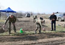President Ilham Aliyev, First Lady Mehriban Aliyeva plant plane trees in Zangilan (PHOTO)