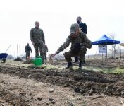 President Ilham Aliyev, First Lady Mehriban Aliyeva plant plane trees in Zangilan (PHOTO)