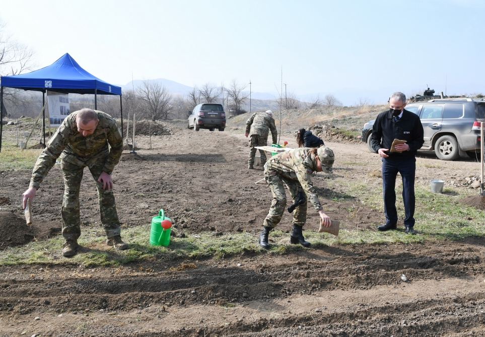 President Ilham Aliyev, First Lady Mehriban Aliyeva plant plane trees in Zangilan (PHOTO)