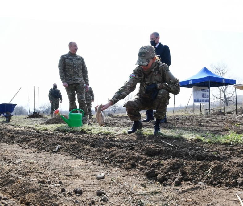 President Ilham Aliyev, First Lady Mehriban Aliyeva plant plane trees in Zangilan (PHOTO)