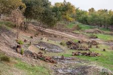 Я был опустошен - Реза Дегати о том, как армянские оккупанты вырубили деревья в Кельбаджаре (ФОТО/ВИДЕО)