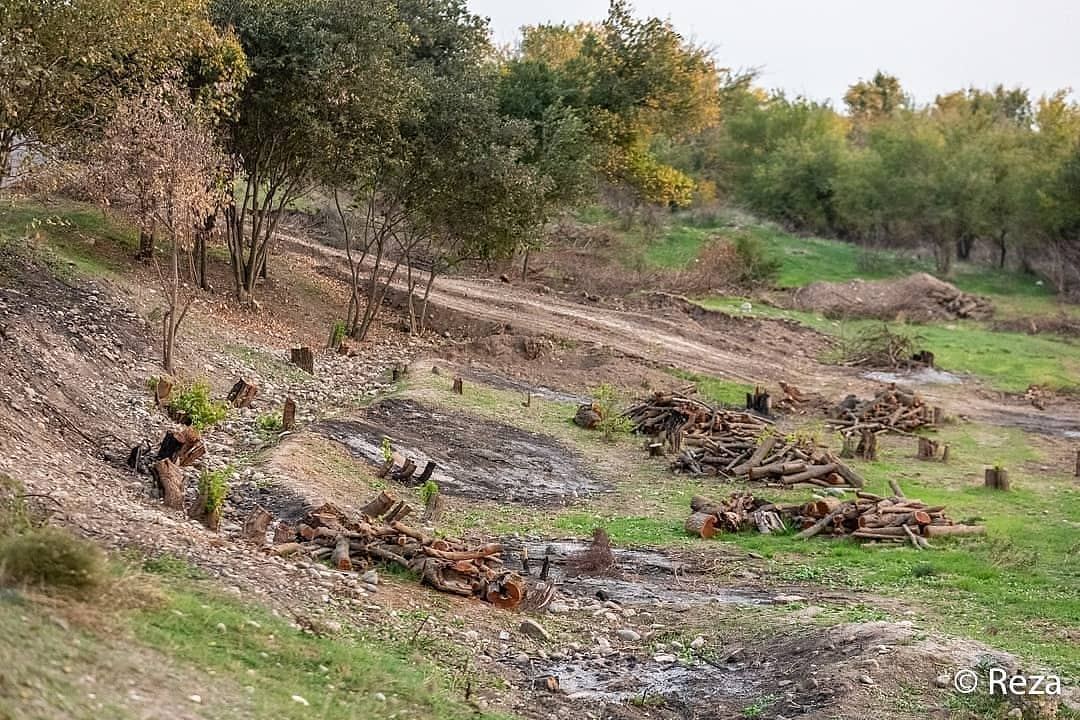 Я был опустошен - Реза Дегати о том, как армянские оккупанты вырубили деревья в Кельбаджаре (ФОТО/ВИДЕО)