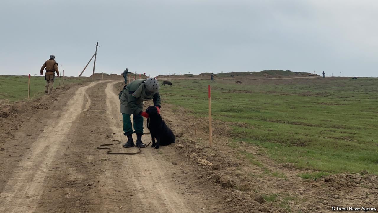 Территория в 200 тыс. кв. метров на дороге в город Шуша расчищена от мин  (ФОТО)