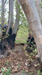 Армяне беспощадно уничтожили 800-летний восточный платан в Джебарильском районе Азербайджана (ФОТО)