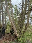 Армяне беспощадно уничтожили 800-летний восточный платан в Джебарильском районе Азербайджана (ФОТО)