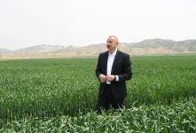 Президент Ильхам Алиев принял участие в презентации агропарка ООО Aqro Dairy в Гаджигабуле (ФОТО)