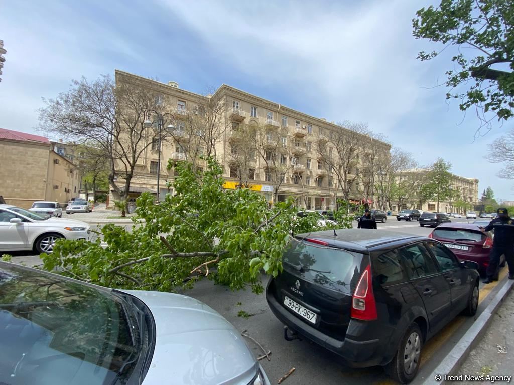 Сильный ветер повалил деревья в центре Баку, поврежден автомобиль (ФОТО)