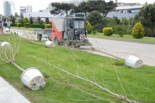Tree planting held in Baku on eve of World Aerobic Gymnastics Championship (PHOTO)