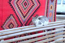 Бакинские мяхялля – самая добрая атмосфера в рамках Baku Street Photo Festival (ФОТО)