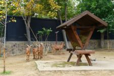 President Ilham Aliyev and First Lady Mehriban Aliyeva attend inauguration of Baku Zoological Park after reconstruction (PHOTO)