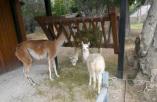 President Ilham Aliyev and First Lady Mehriban Aliyeva attend inauguration of Baku Zoological Park after reconstruction (PHOTO)