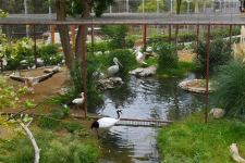 President Ilham Aliyev and First Lady Mehriban Aliyeva attend inauguration of Baku Zoological Park after reconstruction (PHOTO)