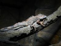 President Ilham Aliyev and First Lady Mehriban Aliyeva attend inauguration of Baku Zoological Park after reconstruction (PHOTO)