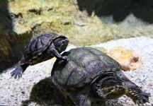 President Ilham Aliyev and First Lady Mehriban Aliyeva attend inauguration of Baku Zoological Park after reconstruction (PHOTO)