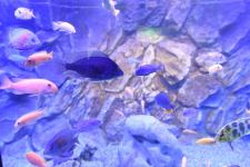 President Ilham Aliyev and First Lady Mehriban Aliyeva attend inauguration of Baku Zoological Park after reconstruction (PHOTO)