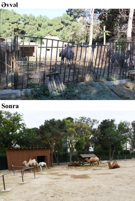 President Ilham Aliyev and First Lady Mehriban Aliyeva attend inauguration of Baku Zoological Park after reconstruction (PHOTO)