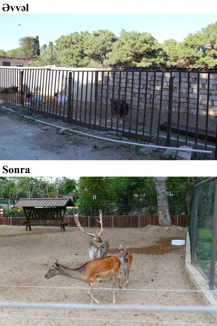 President Ilham Aliyev and First Lady Mehriban Aliyeva attend inauguration of Baku Zoological Park after reconstruction (PHOTO)