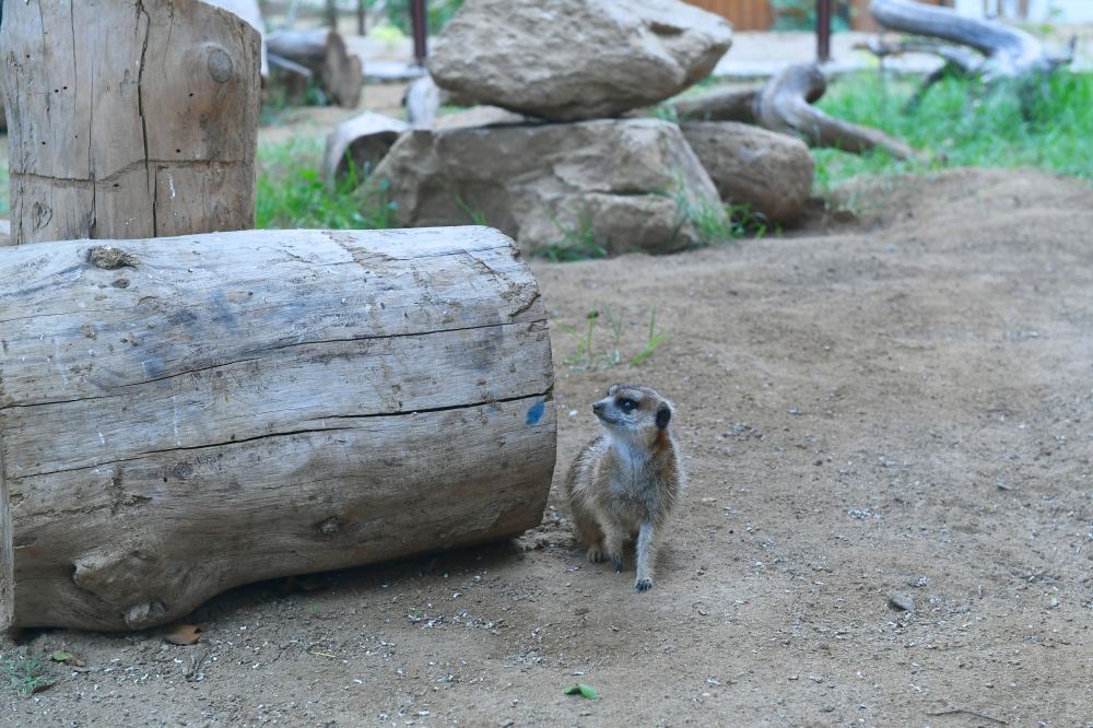 President Ilham Aliyev and First Lady Mehriban Aliyeva attend inauguration of Baku Zoological Park after reconstruction (PHOTO)