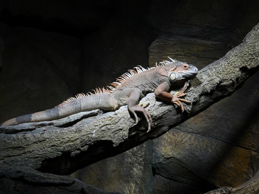 President Ilham Aliyev and First Lady Mehriban Aliyeva attend inauguration of Baku Zoological Park after reconstruction (PHOTO)