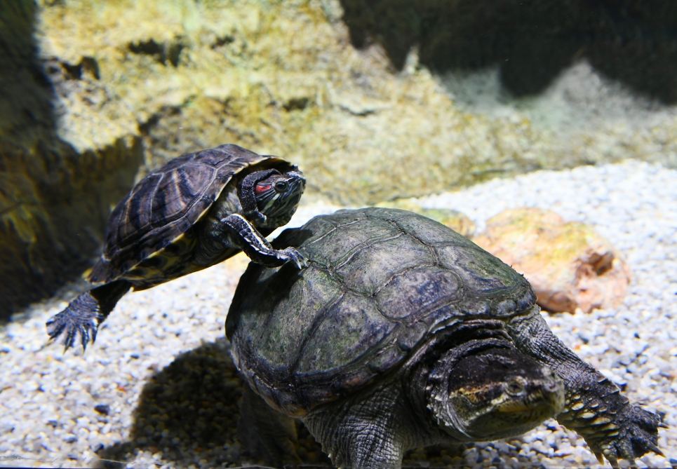 President Ilham Aliyev and First Lady Mehriban Aliyeva attend inauguration of Baku Zoological Park after reconstruction (PHOTO)