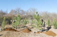 President Ilham Aliyev, First Lady Mehriban Aliyeva plant trees on Jidir Duzu, restoration of Topkhana forest in Shusha launched (PHOTO/VIDEO)