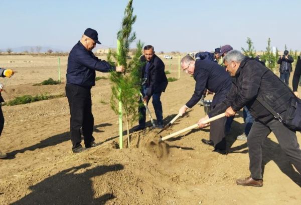Tree planting held in Azerbaijan’s liberated Aghdam (PHOTO)