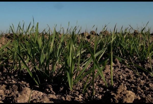 Several wheat varieties sown in Azerbaijan's liberated lands (PHOTO)