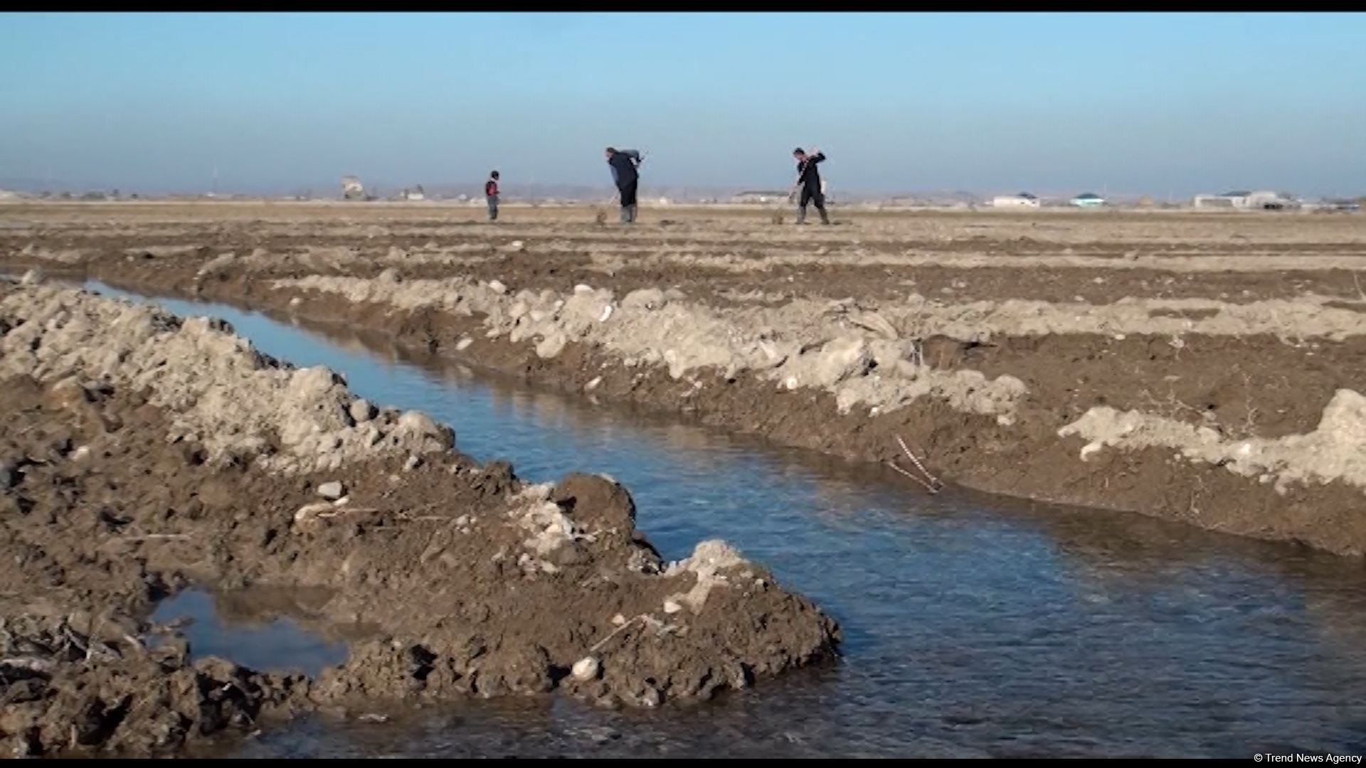 Several wheat varieties sown in Azerbaijan's liberated lands (PHOTO)
