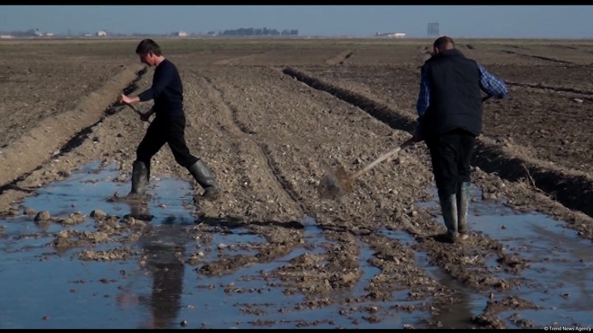 Several wheat varieties sown in Azerbaijan's liberated lands (PHOTO)