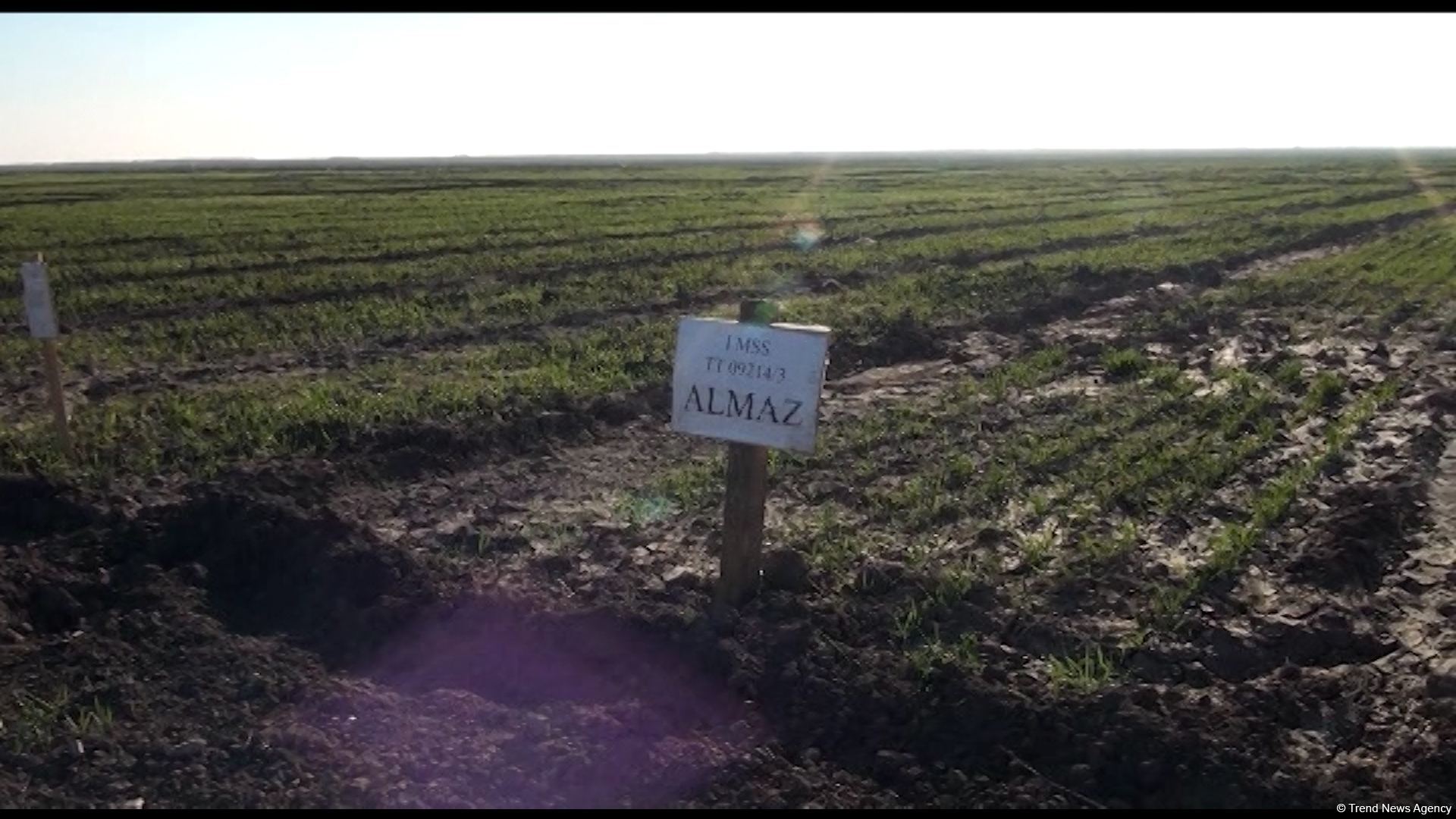 Several wheat varieties sown in Azerbaijan's liberated lands (PHOTO)