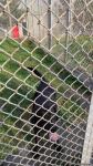 К разминированию освобожденных территорий Азербайджана привлечены специально обученные собаки (ФОТО/ВИДЕО)