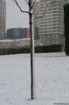 Фоторепортаж из заснеженного Баку