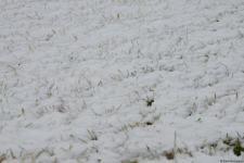 Фоторепортаж из заснеженного Баку