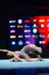 Azerbaijani women's group perform in second qualifying stage of 12th Acrobatic Gymnastics World Age Group Competitions (PHOTO)