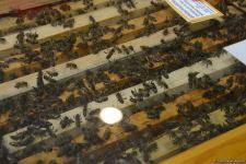 Caspian Agro, InterFood Azerbaijan international exhibitions open in Baku (PHOTO)