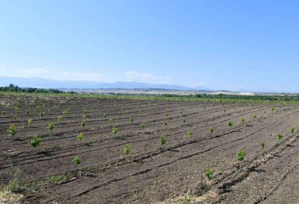 Azerbaijan rolls out agricultural insurance season for local orchards
