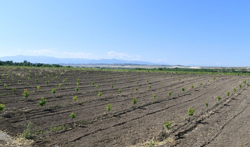 Azerbaijan rolls out agricultural insurance season for local orchards