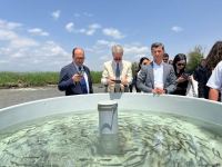 В реку Хакари в Зангилане выпущены мальки ручьевой форели (ФОТО)