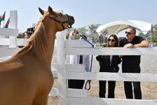President Ilham Aliyev, First Lady Mehriban Aliyeva attend groundbreaking ceremony of Horse Breeding Center in Aghdam (PHOTO/VIDEO)