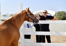 President Ilham Aliyev, First Lady Mehriban Aliyeva attend groundbreaking ceremony of Horse Breeding Center in Aghdam (PHOTO/VIDEO)