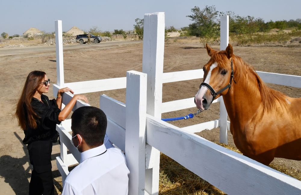 President Ilham Aliyev, First Lady Mehriban Aliyeva attend groundbreaking ceremony of Horse Breeding Center in Aghdam (PHOTO/VIDEO)