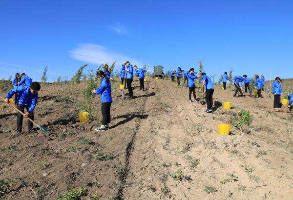 Tree planting campaign held in Azerbaijan's Shamakhi following Heydar Aliyev Foundation's initiative (PHOTO/VIDEO)